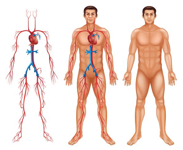 Sistema circulatorio masculino vector