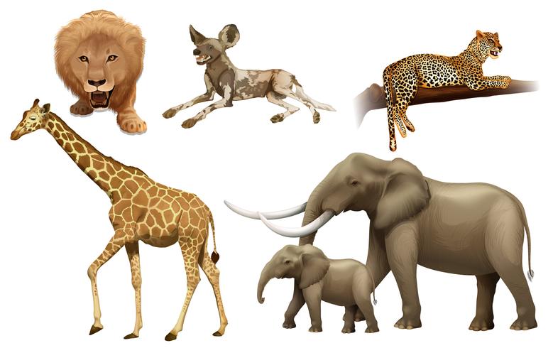 African animals vector