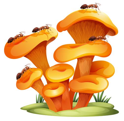 Fungi with ants vector