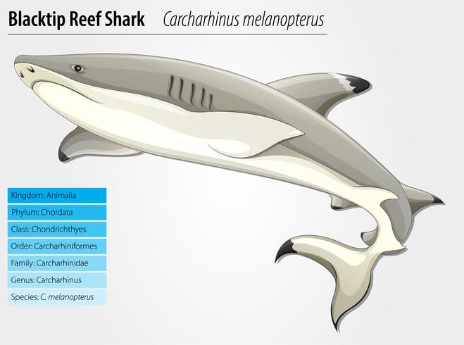 Blacktip reef shark vector