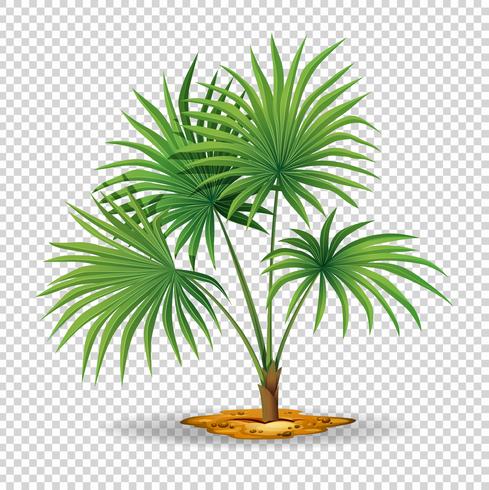 Palm tree on transparent background vector