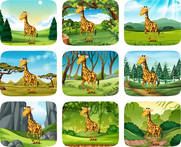 Set of giraffe scenes vector