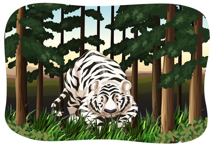 White tiger vector