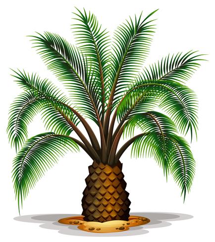 phoenix canariensis vector