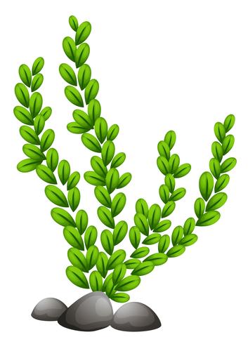 Pteridophyta vector