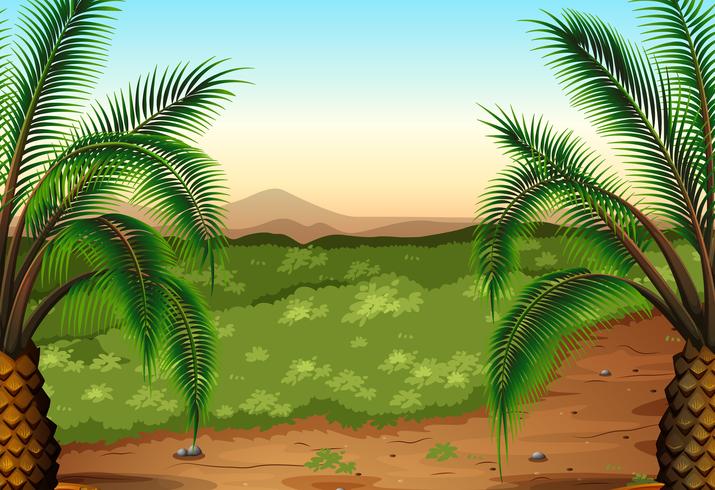 Palm plants and grass