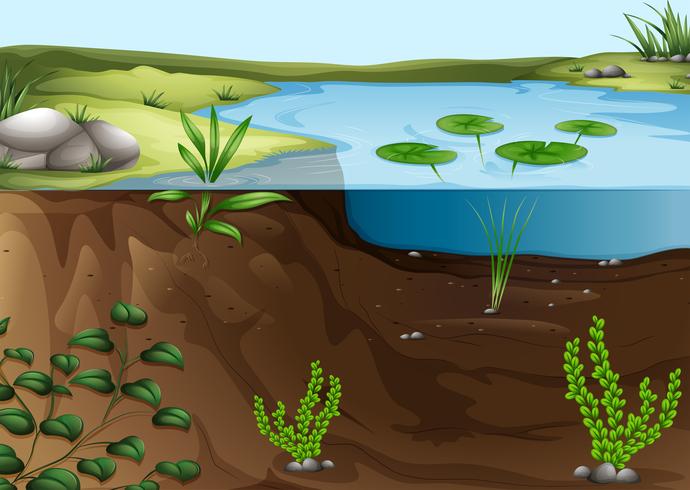 Un ecosistema de estanque. vector