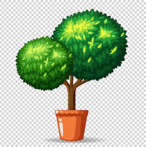 Bonsai tree in clay pot vector