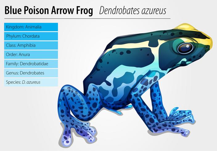 Poison dart frog vector