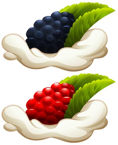 Rasberry and blackberry on cream vector