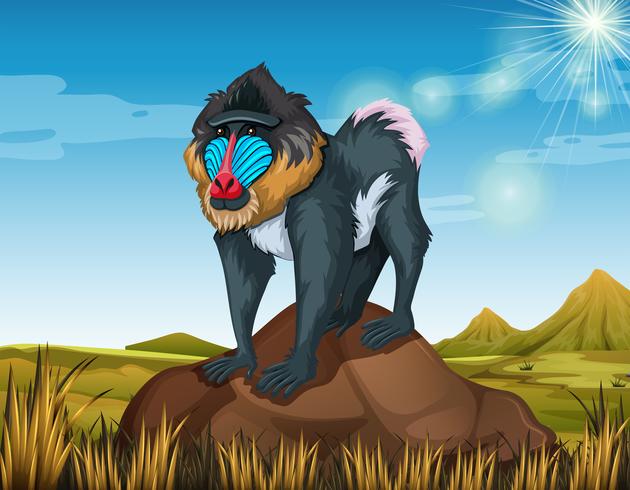 Baboon standing on rock vector