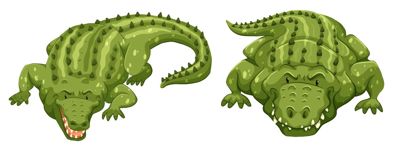 Crocodiles vector