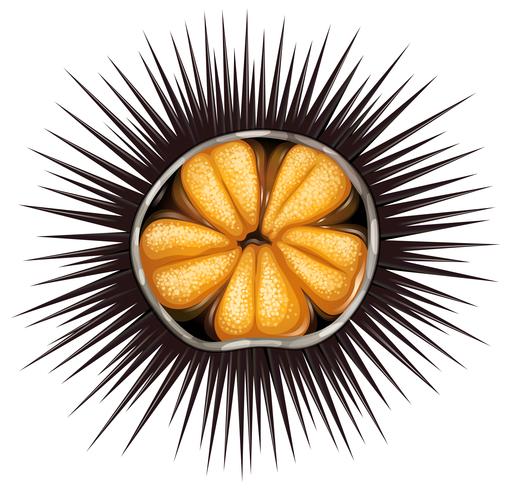 Urchin vector