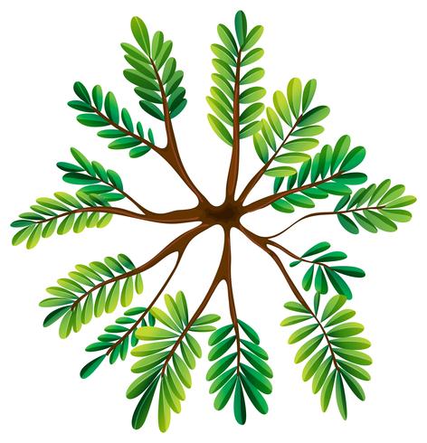 A topview of a fern plant vector