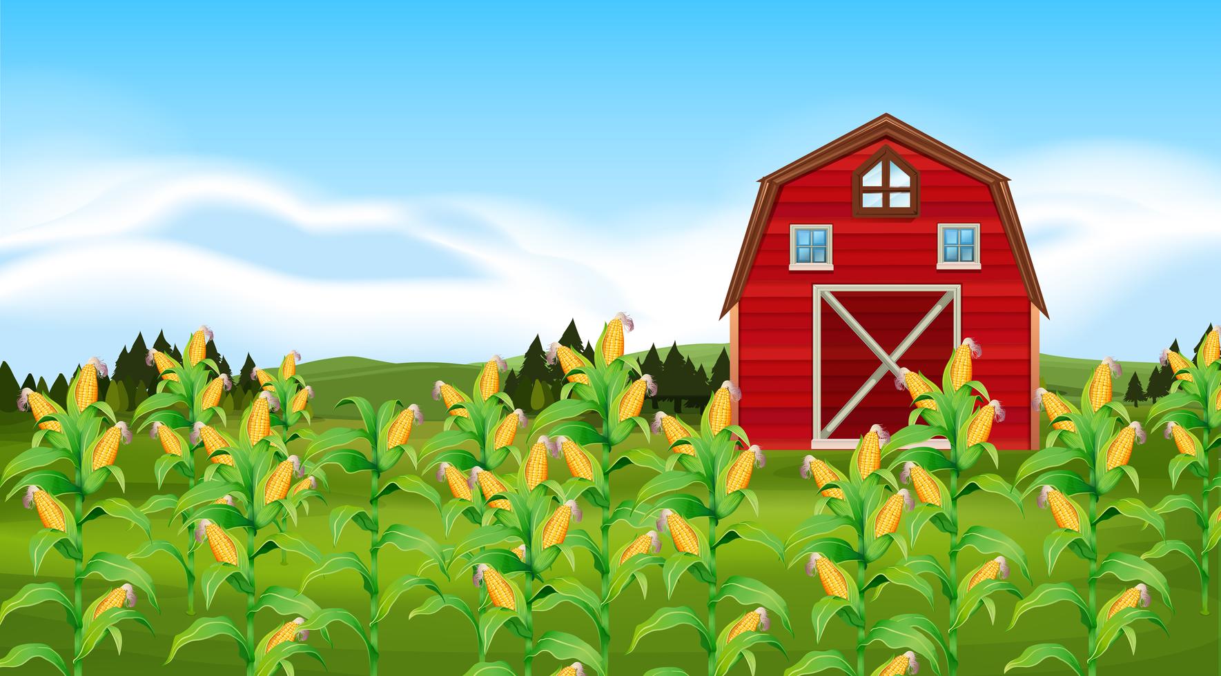 Scene with corn field 372490 Vector Art at Vecteezy