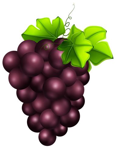 Fresh grapes on white background 372702 Vector Art at Vecteezy