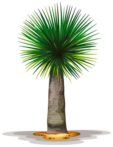 Dracaena draco vector