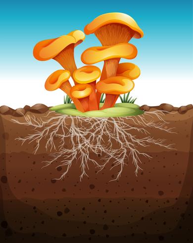 Mushroom in the ground vector