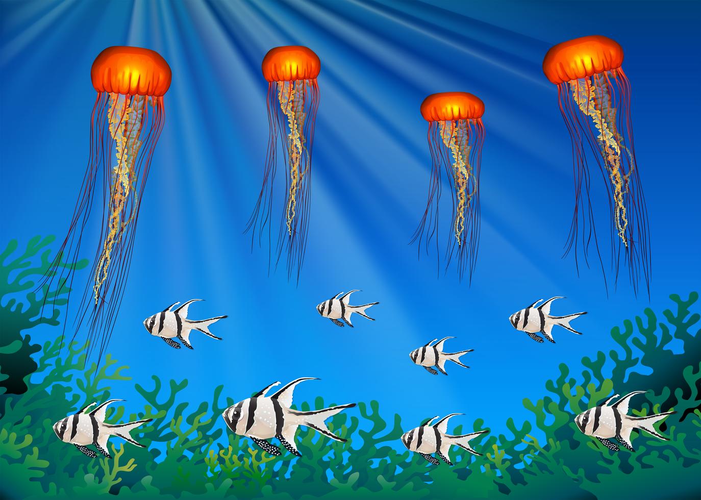 Jellyfish and fish swimming under the sea - Download Free ...