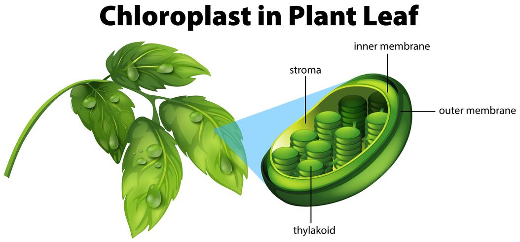 Diagrama que muestra el cloroplasto en la hoja de la planta. vector