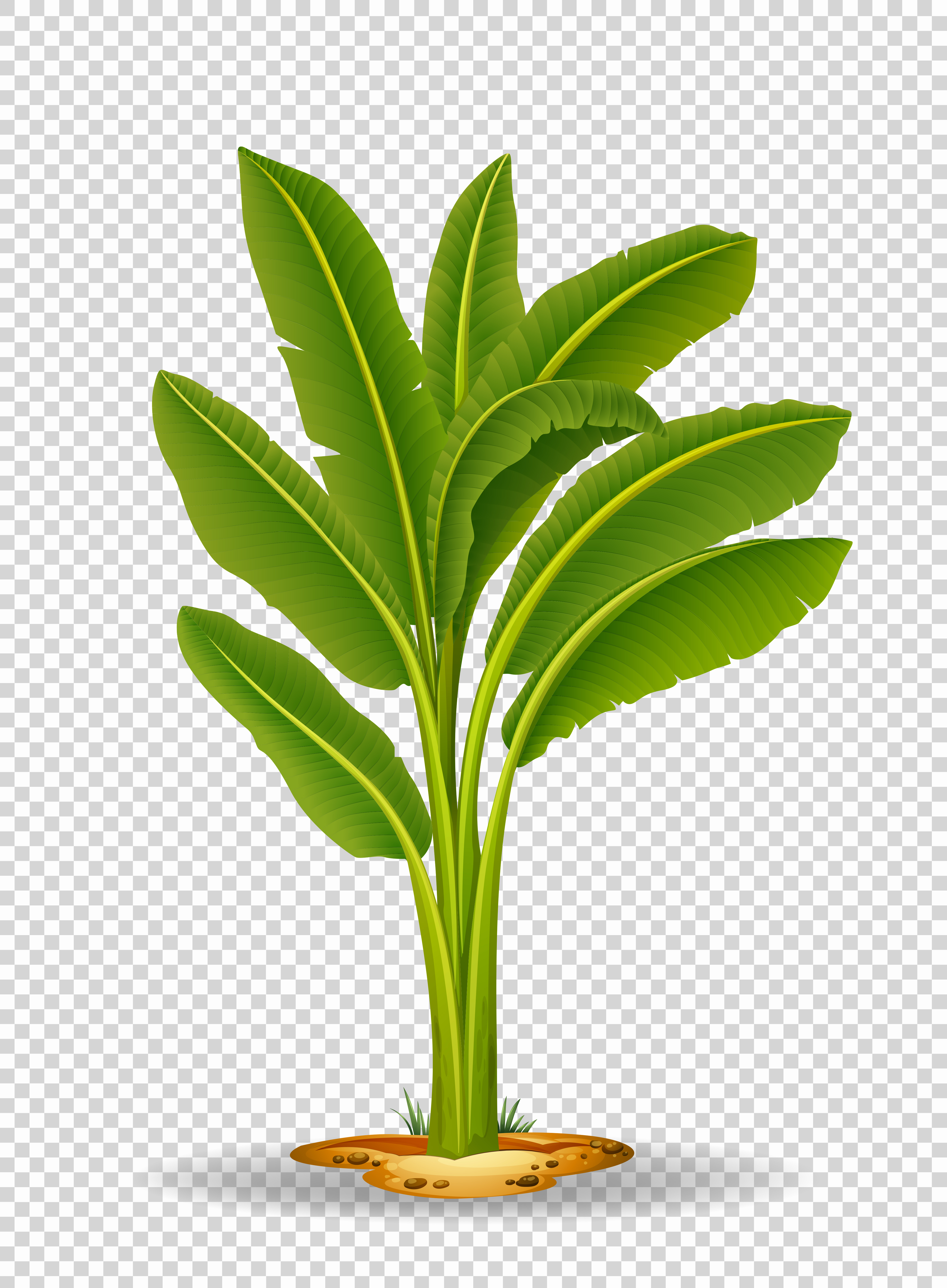 Banana tree on transparent background 372967 Vector Art at Vecteezy