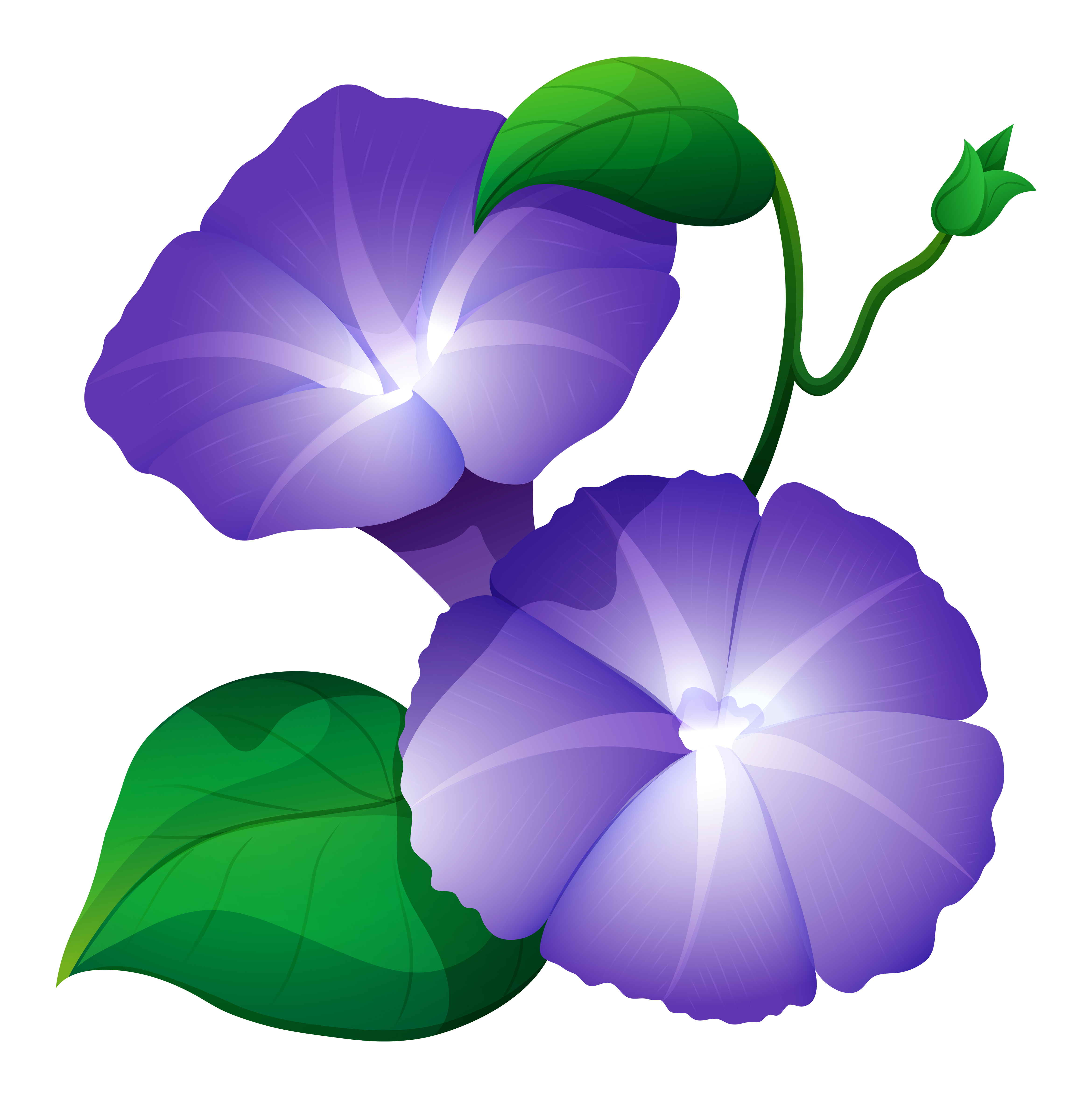 Download Morning Glory Free Vector Art - (21,137 Free Downloads)