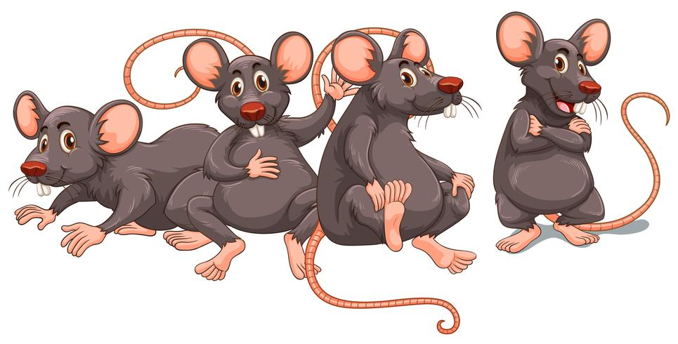 Cuatro ratas con pelaje gris. vector