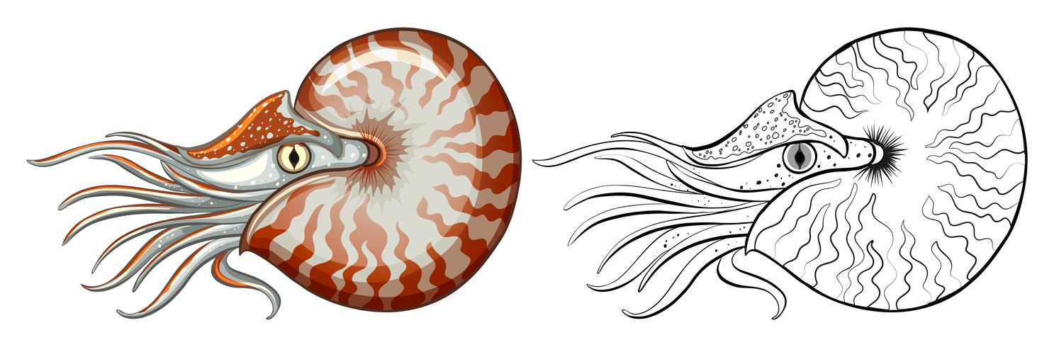 Animal outline for nautilus shell vector