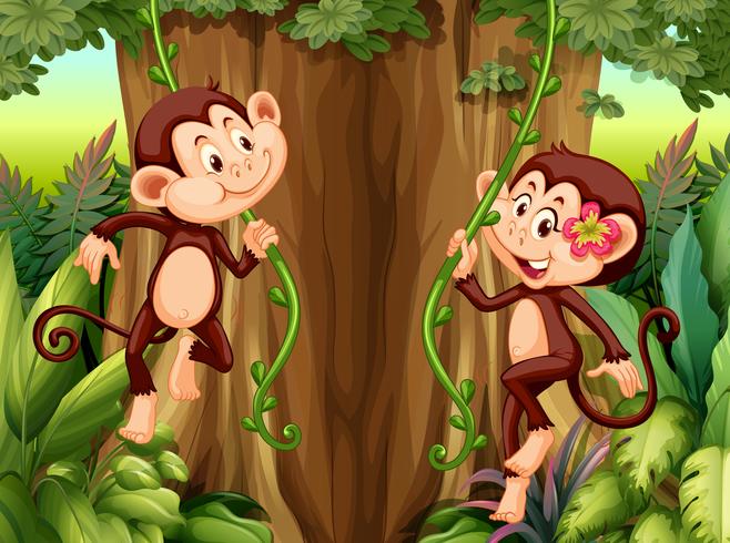 Monkey hanging from vine vector