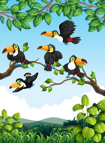 Group of toucan in nature vector