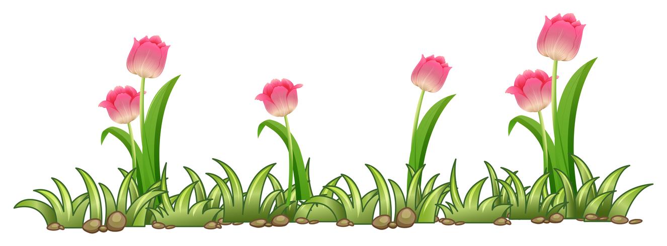 Pink tulip garden on white background vector