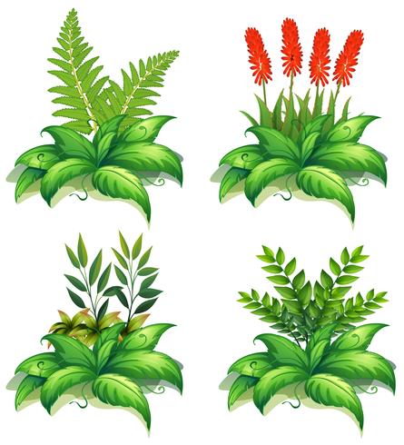 Cuatro tipos de plantas sobre fondo blanco vector