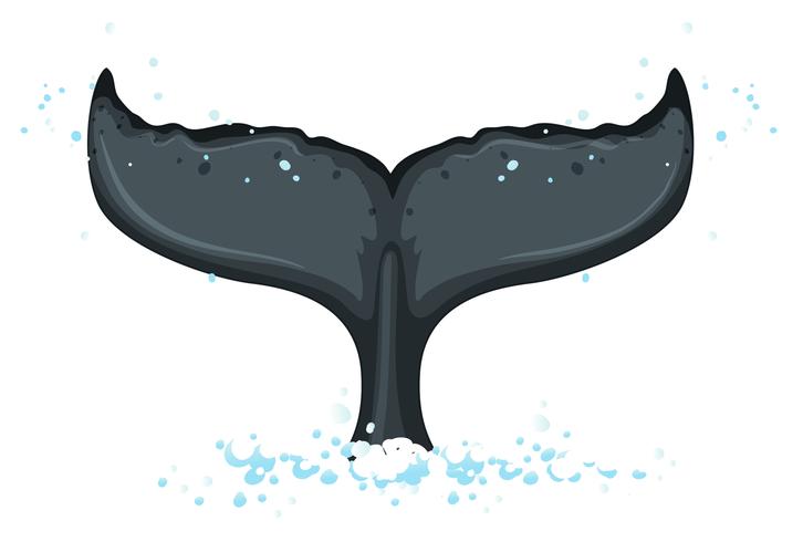 Una cola de ballena jorobada vector