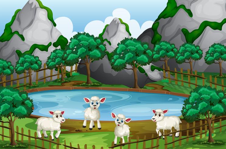 Four sheeps by the pond vector