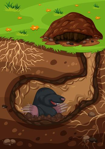 Underground mole in a tunnel vector