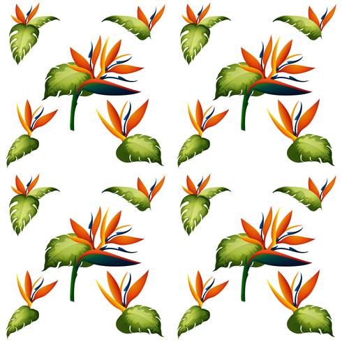 Design De Fond Transparente Avec Fleur Oiseau De Paradis