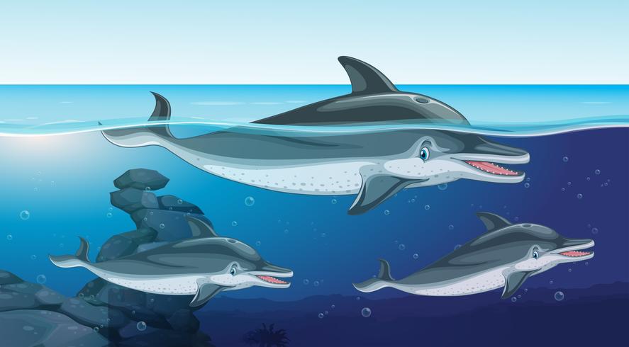 Tres delfines nadando en el océano vector