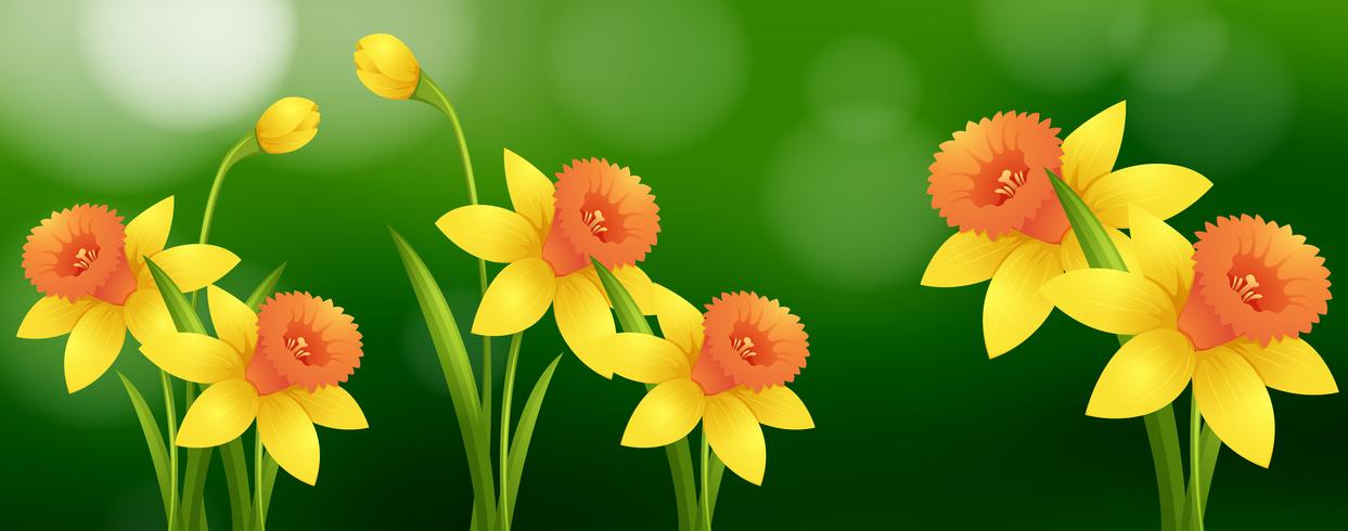 Background scene with daffodil flowers vector