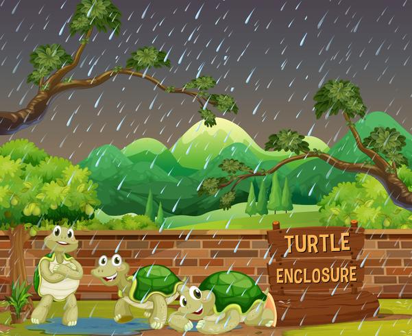 Escena zoológica con tres tortugas bajo la lluvia. vector