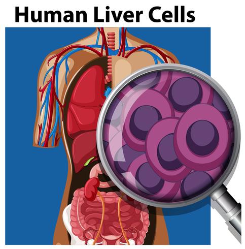Células de un hígado humano vector