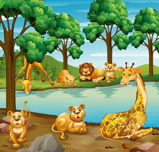 Giraffe and lion in the forest vector