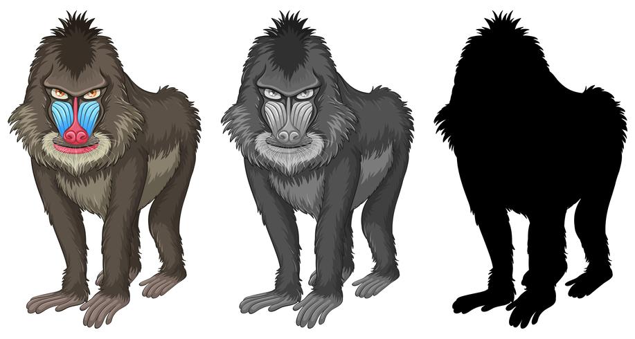 Conjunto de mandrill babuino vector