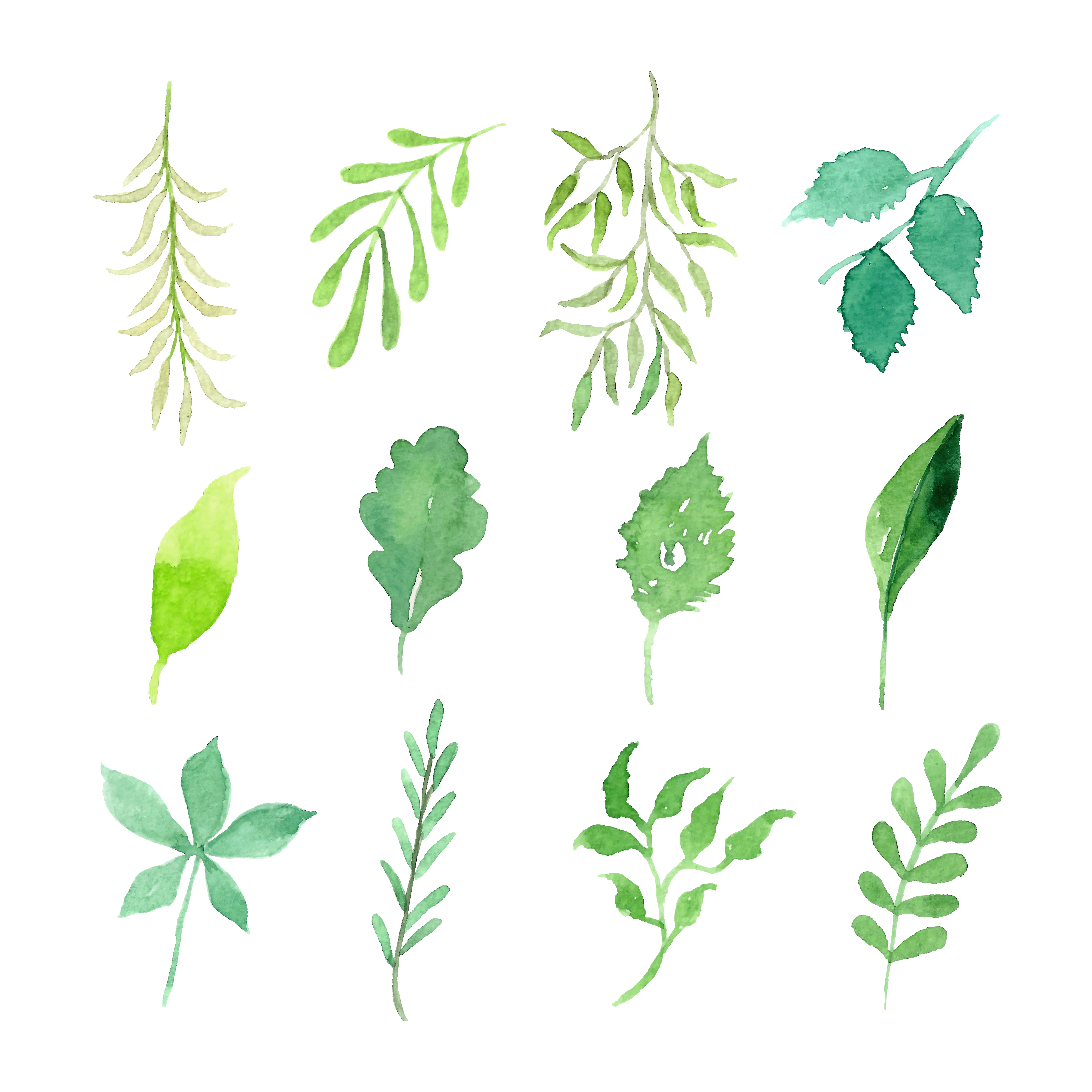 Download watercolor leaves and branches set 374767 Vector Art at Vecteezy