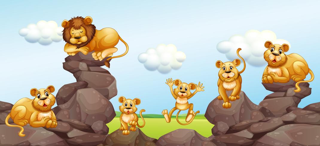 Familia de leones en el campo vector