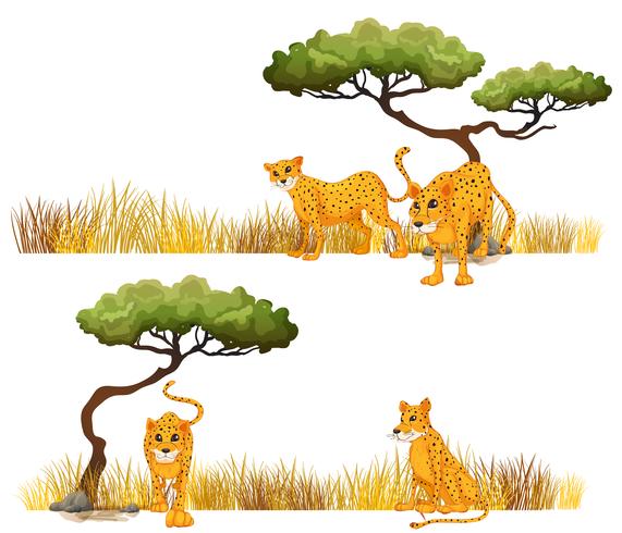 Cheetah in the field vector