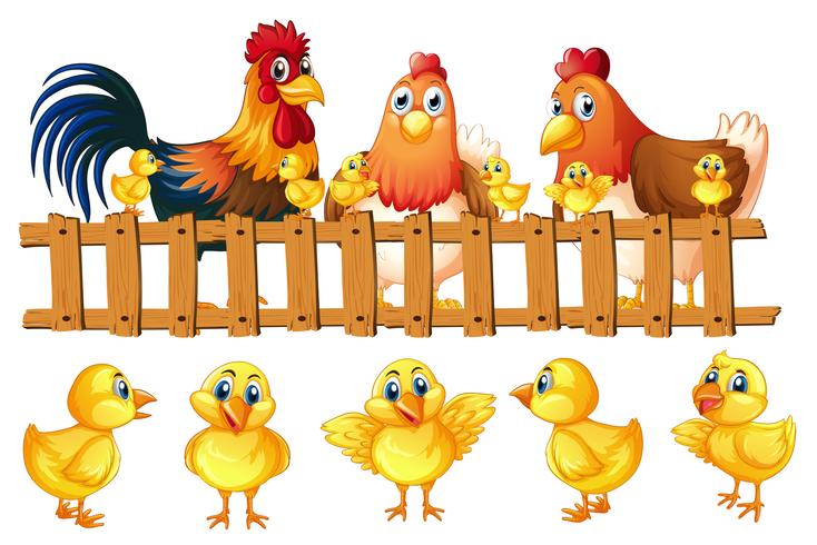 Familia de pollos con cinco pollitos. - Descargar Vectores Gratis ...