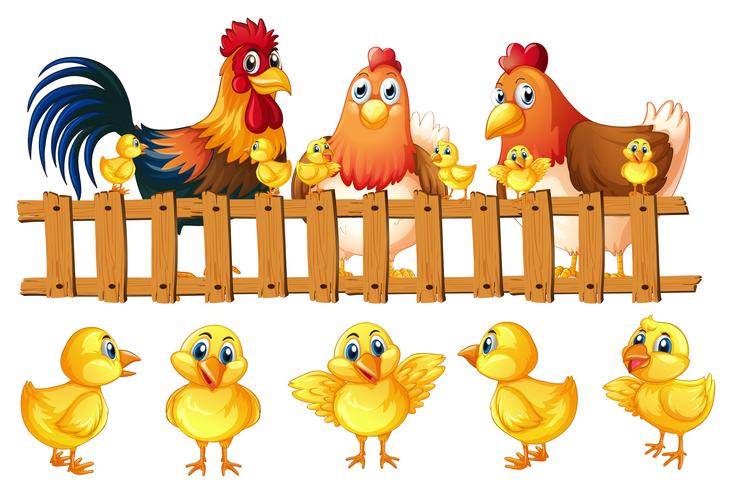 Chicken family with five little chicks vector