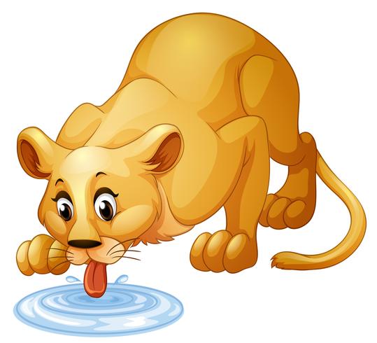 Lion drinking water from puddle vector