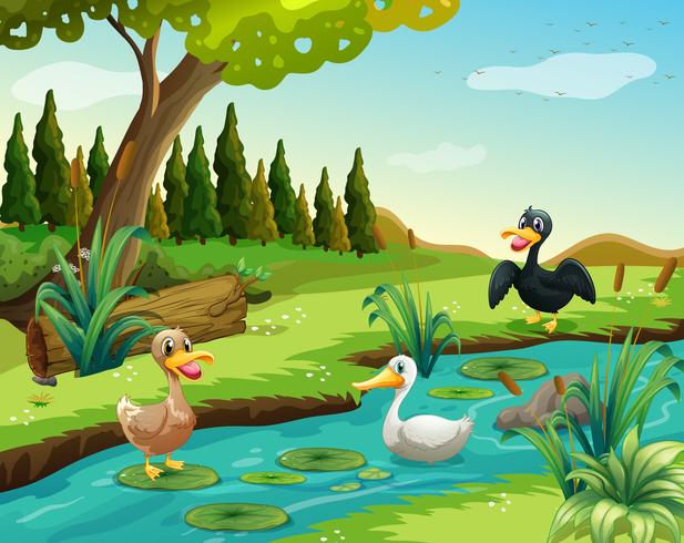 Scene with three ducks by the pond vector