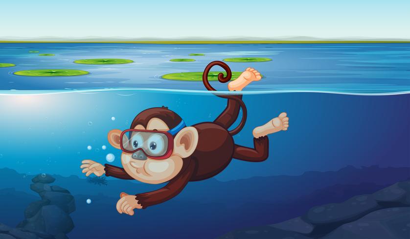 Un mono buceando en el estanque. vector